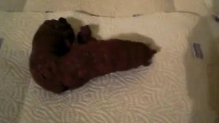 Hairy babe wearing black boots while pooping