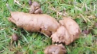 Tattooed babe shitting outdoor