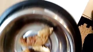 Piss & Scat from dogs bowl