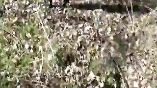 Hot brunette shitting in the woods