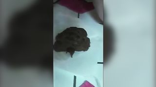 Incredible dark haired teen shitting