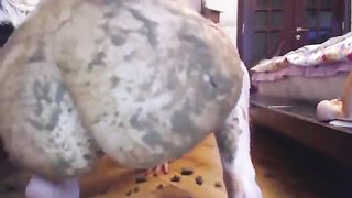 Blonde babe smears shit on her ass