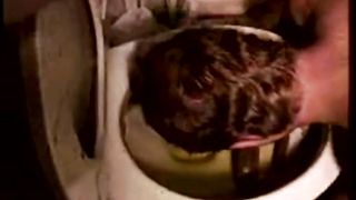 Man Eats Shit From Filthy Toilet