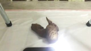 Really hot view of a sexy babe shitting